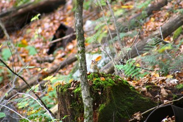 Obraz premium Chipmunk