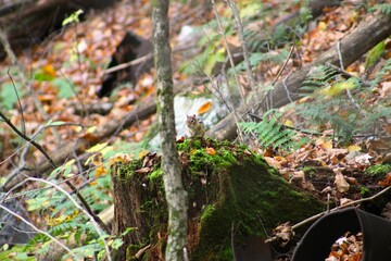 Chipmunk on stump 