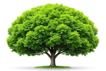 Lush Green Summer Tree Isolated on White Background - Perfect for Design Projects