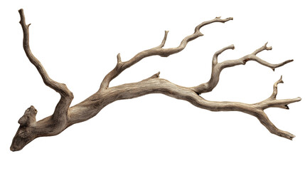 branch of dry tree isolated on transparent white background, clipping path