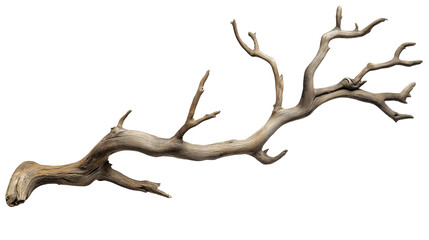 Fototapeta premium branch of dry tree isolated on transparent white background, clipping path