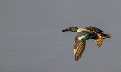 Fototapeta premium Male northern shoveler in flight.
