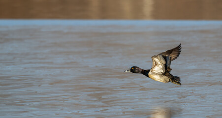 Ring-necked duck flies low over a lake.
