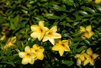 Yellow Tropical Flowers Against a Green Leaf Background.