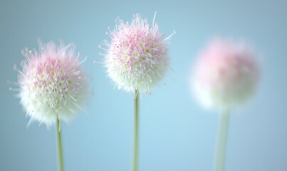 Three delicate pink and white flowers on thin stems against a soft blue backdrop, ideal for gentle, natural themes