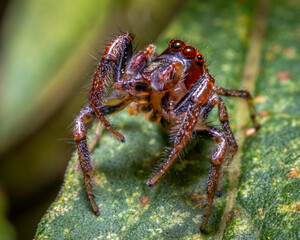 Fototapeta premium A Sylvan Jumping Spider (Colonus sylvanus) stands tall to inspect.