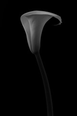 モノクロ　ゆり