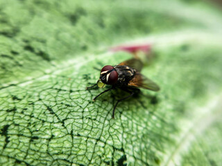 Cochliomyia hominivorax, the New World screw-worm fly, or screw-worm for short, is a species of...