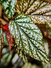 Beautiful Rex Begonia growing at home