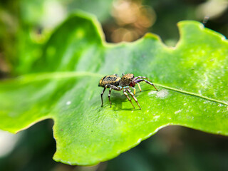 Macro photo of a small spider with round eyes