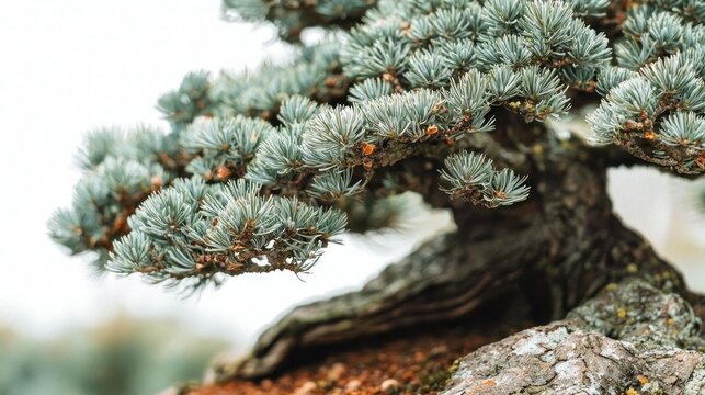 Close-up of a bonsai, outdoors,  showing intricate details