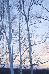 Obraz premium 美しい冬の夕暮れ