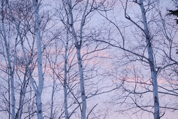 美しい冬の夕暮れ