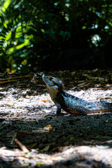 lizard in the forest