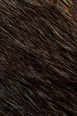 texture of fur