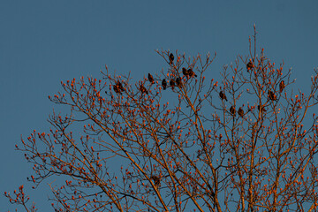 birds on a tree