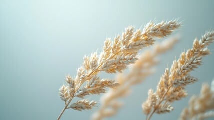 Obraz premium Dried wheat, studio shot, light background, calm