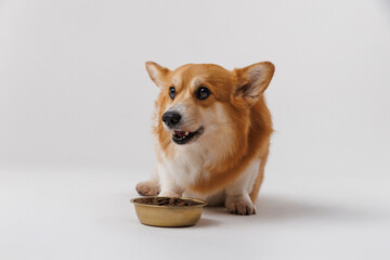 Corgi enjoying a delicious meal from a golden bowl on a white background, perfect for pet care ads