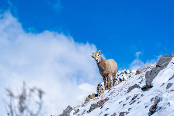 Big Horn Sheep in the mountains of Utah