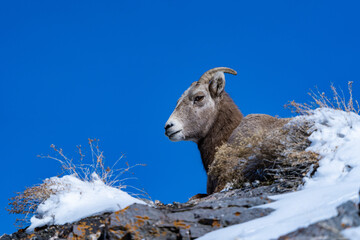 Naklejka premium Big Horn Sheep in the mountains of Utah