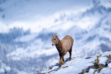 Fototapeta premium Big Horn Sheep in the Mountains of Utah