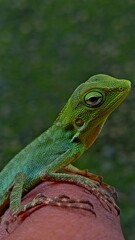 green chameleon on finger