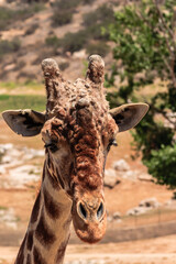 A giraffe with a long neck and brown spots is looking at the camera