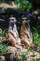 Two baby meerkats are sitting on the ground in a grassy area