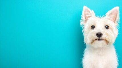 Adorable West Highland White Terrier Portrait Against Teal Background