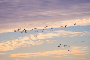 Snow Geese in Flight