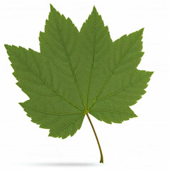 Fototapeta premium green single maple leaf on white background