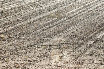 Plowed field after harvest with dry stubble sticking out from the soil. Agricultural land prepared for the next season, showing remnants of crops left after reaping. Rural farming landscape.