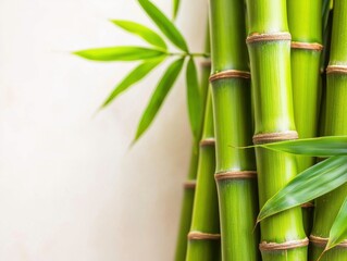 Obraz premium Vibrant Green Bamboo Stalks in a Serene Forest Setting