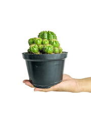 cactus in a pot
