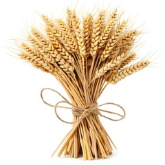Fototapeta premium A bundle of ripe wheat ears tied together against isolated on white background 
