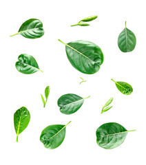 set of green leaves, green jackfruit Green Leaves pattern isolate on a png background,  Fresh Green Leaves and Buds on transparent background, New Plant Growth collection