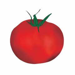 Red Tomatoes Vector Illustration 
