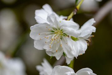 オオシマザクラ