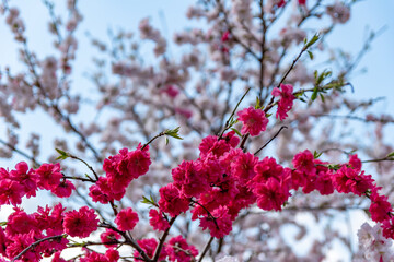 上中のしだれ梅