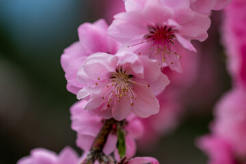 Obraz premium 上中のしだれ梅