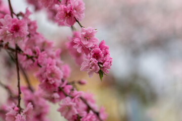 上中のしだれ梅