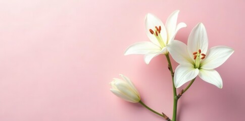 Fototapeta premium Pure white lily petals against a pale pink hue, white lilies, crisp, spring