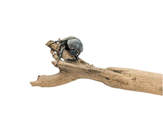 Female rhinoceros beetle on tree trunk isolated on white background