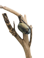 Fototapeta premium Female rhinoceros beetle on tree trunk isolated on white background