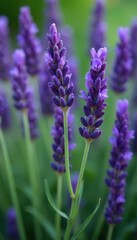 Fototapeta premium Purple lavender stems intertwined with greenery, stem, foliage, lavender