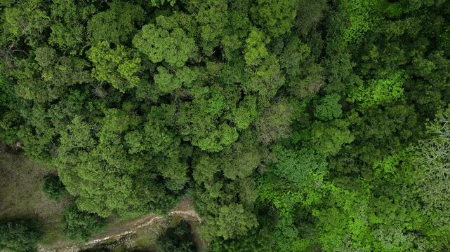 Bosque visto desde arriba de un camino sendero verde lleno de arboles frondosos hermoso paisaje de la naturaleza majestuoso e impresionante paisaje de aventura clima tropical