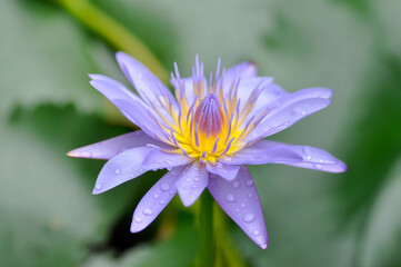 lotus or florescent purple lotus and rain droplet