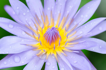 lotus or florescent purple lotus and rain droplet