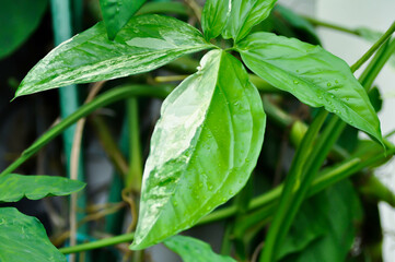 Syngonium podophyllum, Arrowhead Vine or Goosefoot Plant or Araceae and rain droplet