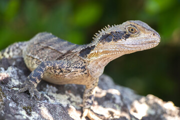 Water Dragon